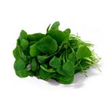 Postelein 100 g