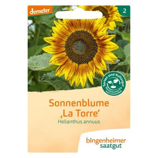 Sonnenblume La Torre