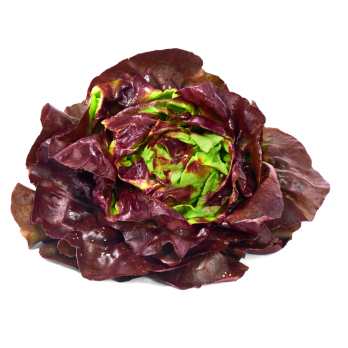 Kopfsalat rot