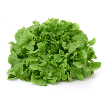 Eichblattsalat grün