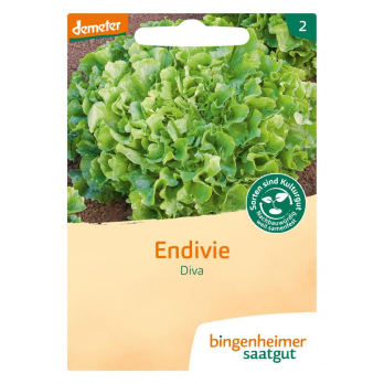 Endivie Diva
