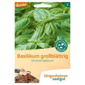 Basilikum Saatscheiben