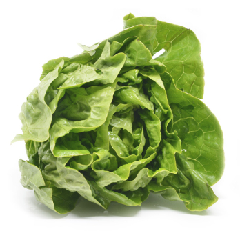 Kopfsalat - erste deutsche Ernte