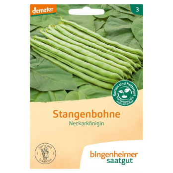 Stangenbohnen Neckarkönigin