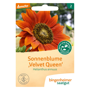 Sonnenblume Velvet Queen